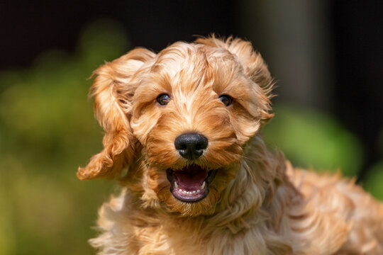A gorgeous light brown cockapoo puppy smiles at the camera