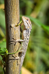 Lizard wildlife animal Close Up Wild Outdoors Animals Photography reptile wallpaper background green plant tree monitor dragon