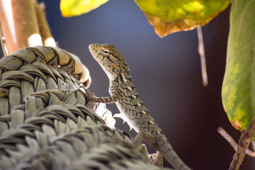 Lizard wildlife animal Close Up Wild Outdoors, Animals Photography reptile wallpaper background green plant tree monitor dragon