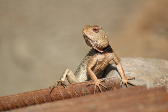 Bearded dragon on rusted metal rods