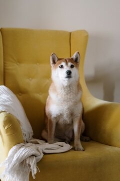 Beige Northern Breed Dog Sitting On Yellow Arm Chair