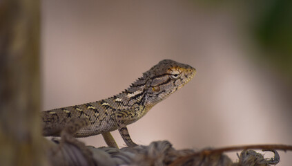 Lizard wildlife animal Close Up Wild Outdoors Animals 
