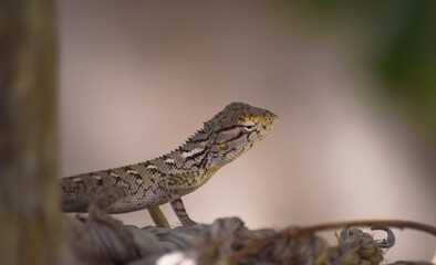 Lizard wildlife animal Close Up Wild Outdoors Animals Photography reptile wallpaper background green plant tree monitor dragon