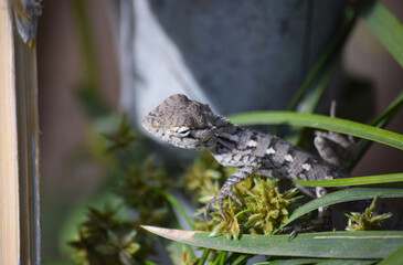 Lizard wildlife animal Close Up Wild Outdoors Animals Photography reptile wallpaper background green plant tree monitor dragon