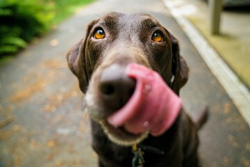 Brown dog with tongue out