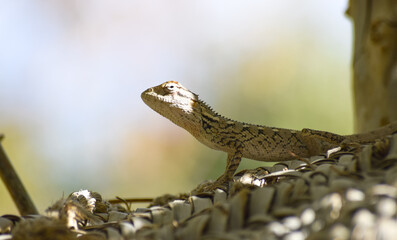 Lizard wildlife animal Close Up Wild Outdoors Animals Photography reptile wallpaper background green plant tree monitor dragon