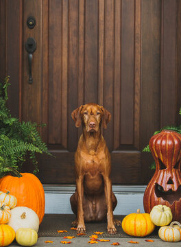 Brown Vizsla dog breed beside door and pumpkins