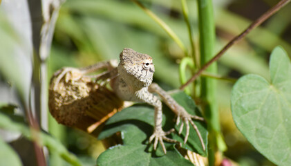 Lizard wildlife animal Close Up Wild Outdoors Animals Photography reptile wallpaper background green plant tree monitor dragon