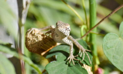 Lizard wildlife animal Close Up Wild Outdoors Animals Photography reptile wallpaper background green plant tree monitor dragon