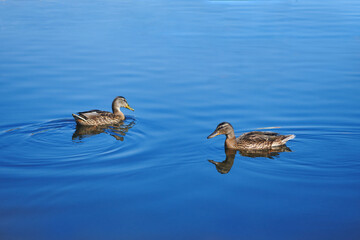 Brown duck is swimming on the blue water of lake