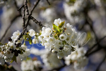 tree blossom