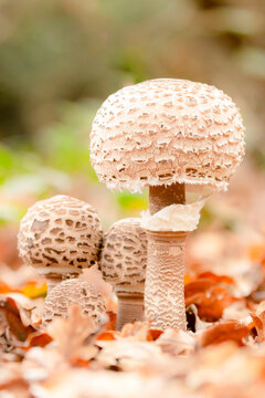 Group of four parasol mushrooms Macrolepiota procera standing in brown autumn leaves with simple background
