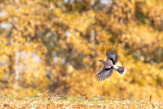 Jay in flight in beautiful Autumn morning light with yellow leaves in the background