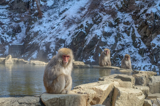 Japanese macaques near pool