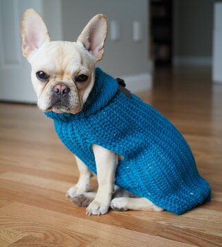 Light French bulldog wearing blue knit shirt