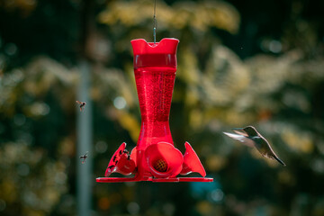 hummingbird © sebastianav1994