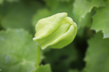 Macro of a bud on a creeping gloxinia flower