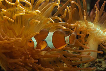 clownfish