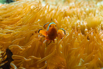 clownfish