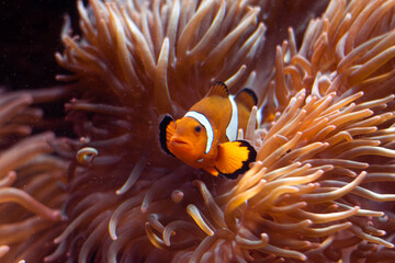 Fototapeta na wymiar clownfish