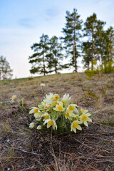 White spring flowers 2