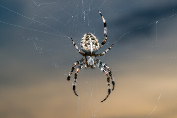 spider on a web close-up, against the sky