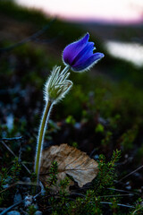 Lonely spring blue flower 