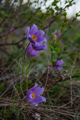 Blue spring flowers 3