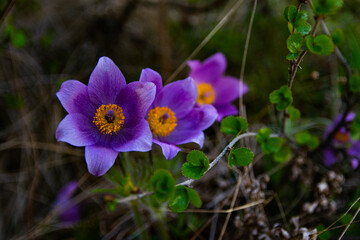Blue spring flowers 2