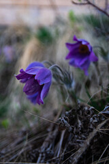 Blue spring flowers 1