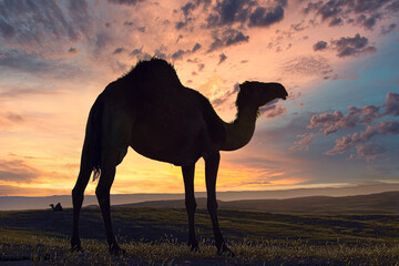 Silhouettes of Camels in the desert.
