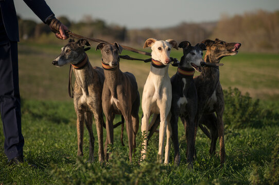 Person walking a group of dogs