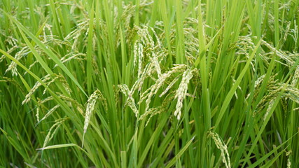 Fototapeta na wymiar 収穫前に達した稲