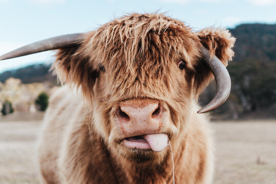 Selective focus photography of highland cattle calf