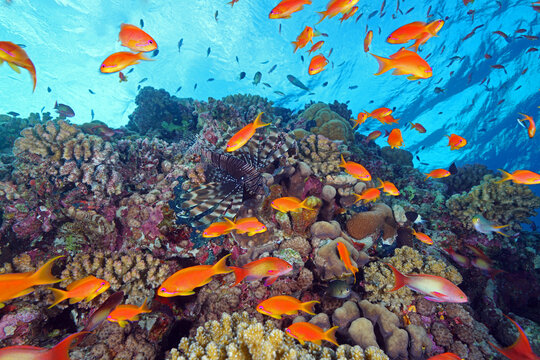 Shoaling of orange fish
