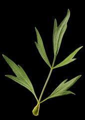 Fresh green leaf of lovage, lat. Levisticum officinale,  isolated on black background