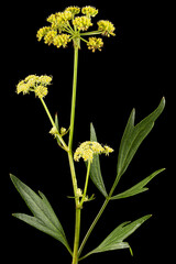 Inflorescence flowers of lovage, lat. Levisticum officinale, isolated on black background - 455585607