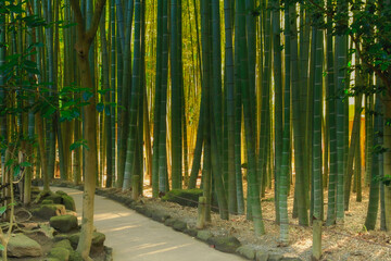 View of the famous bamboo forest of the old Buddhist temple  Hōkoku-ji located in Kamakura, Japan (October 2020)