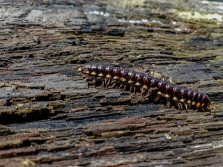 caterpillar on a leaf