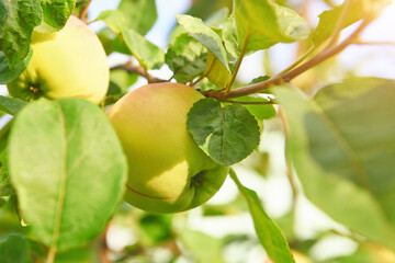 Green yellowish apples on a tree. Fresh apple harvest in the garden in sunny day.