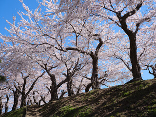 五稜郭公園の桜