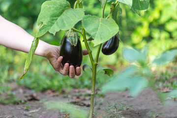 Hand picking organic eggplant from plant on a farm on the soil