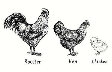 Fototapeta na wymiar Rooster,hen and chicken side view. Ink black and white doodle drawing in woodcut style illustration