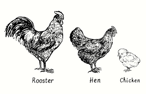 Rooster,hen and chicken side view. Ink black and white doodle drawing in woodcut  style illustration