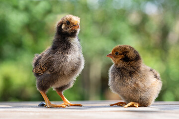 Two cute little chickens