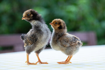 Two cute little chickens