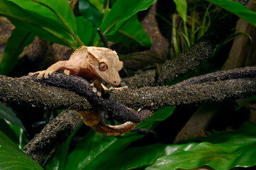 Crested gecko // Neukaledonischer Kronengecko (Correlophus ciliatus)