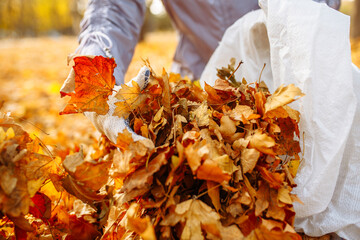 A close shot of a gloved hand being picked up and stacked a pile of leaves in a bag. Collecting...