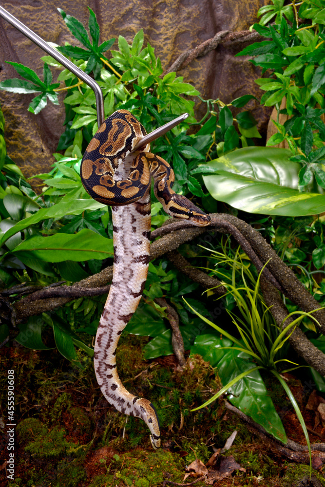 Wall mural Ball python on a snake hook // Königspython an einem Schlangenhaken (Python regius)