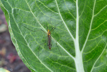 Adult Tiger Crane Fly